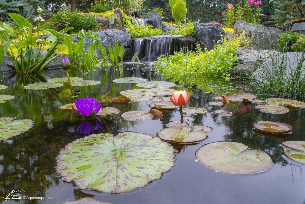 Garden pond with water lilies and waterfall