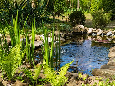 Serene garden pond with lush greenery