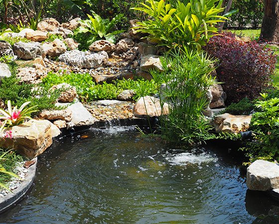 Garden pond with rocks and green plants.