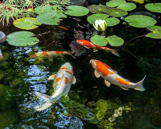 Colorful koi fish swimming in pond with lily pads.