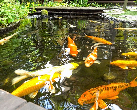 Colorful koi fish swimming in garden pond