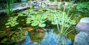 Koi pond with lily pads and stones.