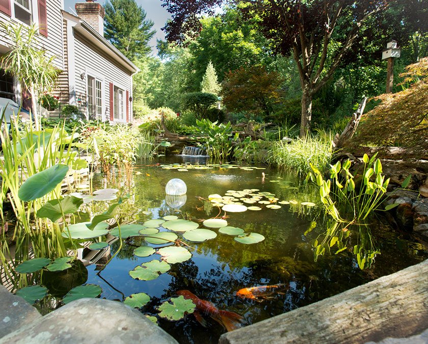 Lush backyard koi pond with lily pads and plants.