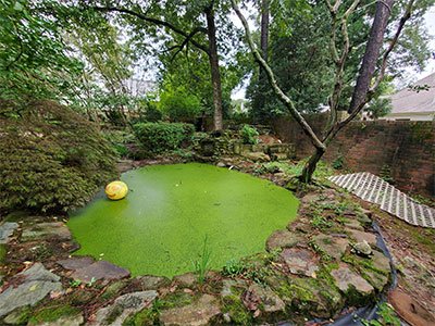 Tranquil garden pond surrounded by lush greenery.