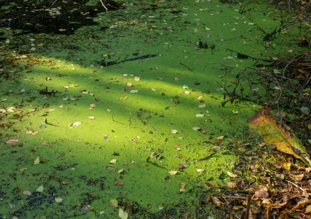 Algae and small debris clogging up a pond