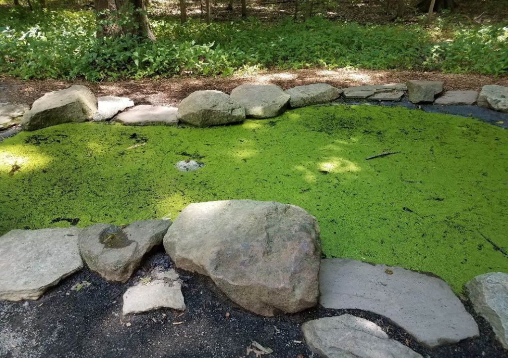 How to get rid of algae in a pond so it doesn't look green like this