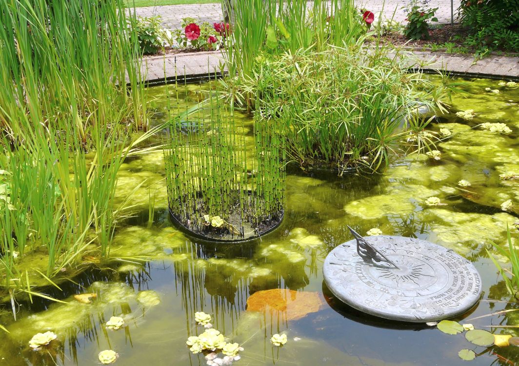 How to Get Rid of Algae in a Pond Naturally