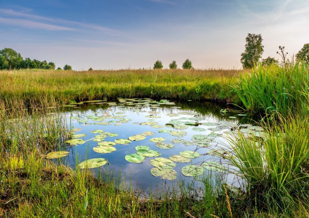 Serene pond with lily pads and grassy banks.