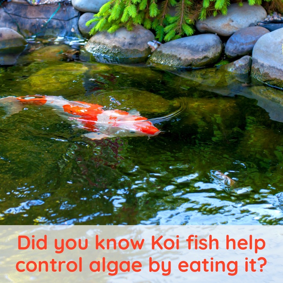 Koi Fish In Pond