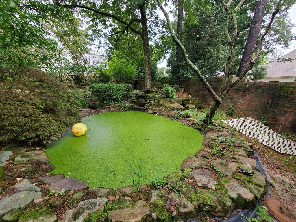 Koi pond with algae in it