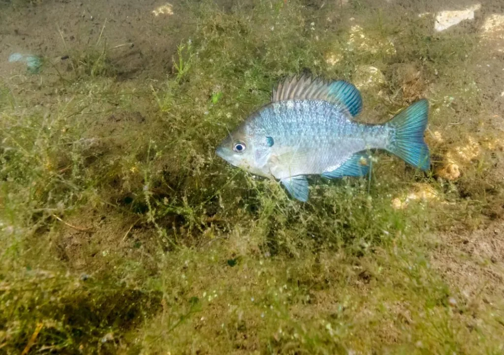 Brightly colored bluegill