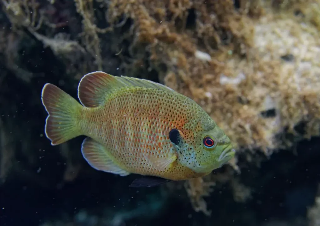 Closeup of Bluegill