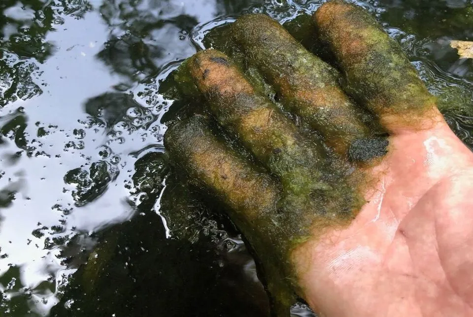 Hand pulling algae from a pond