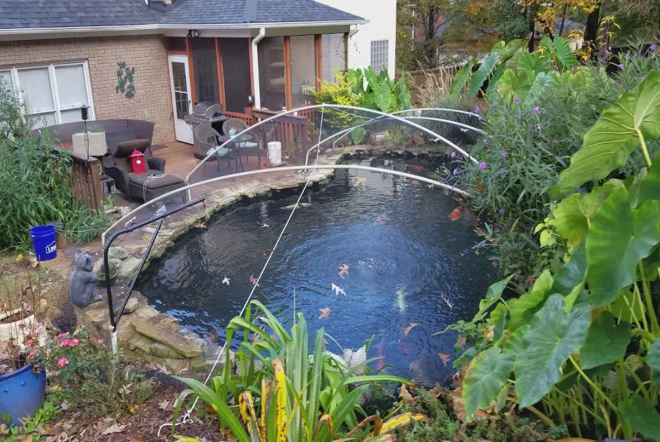 Backyard garden pond with fish and foliage