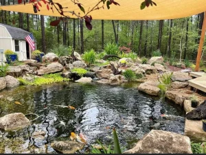 Backyard pond with rocks and plants.