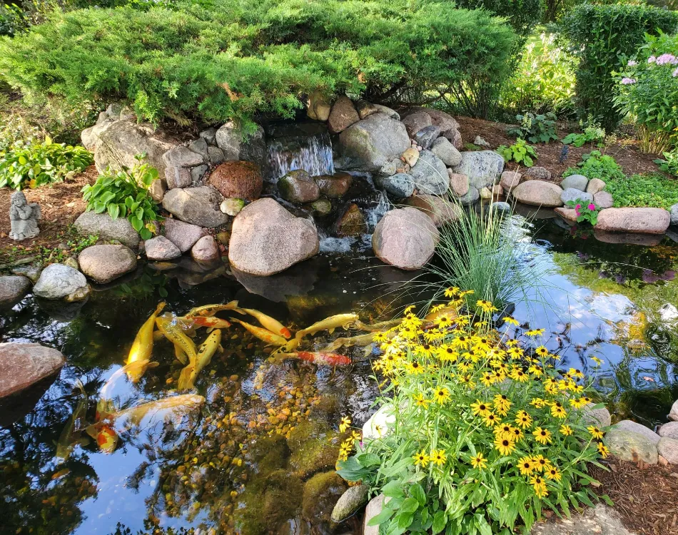 A water garden surrounded with green vegetation and yellow flowers with a small pond and koi fish visible under the water's surface.