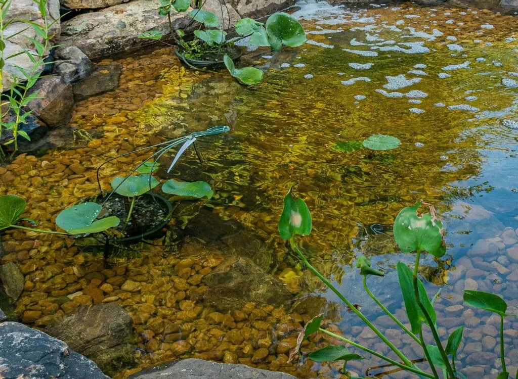 Small pond with gravel and plants